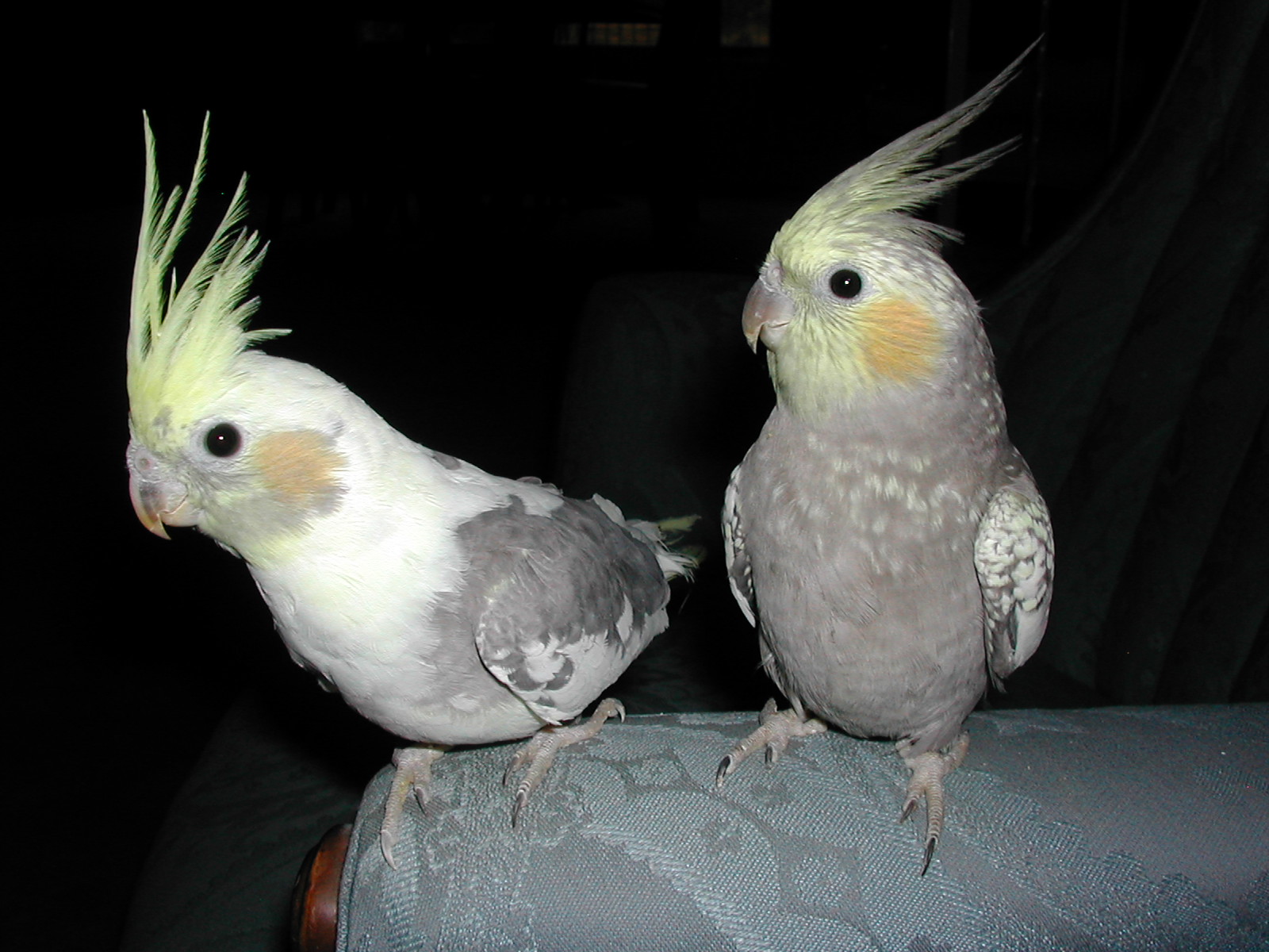 Cockatiels form very devoted pairs.