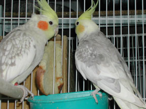 Silver pearl tiels (bird on right is yellowcheek).  Pic by Pam Bowman.