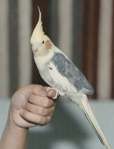 Cockatiel