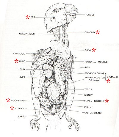 Avian anatomy.  Regrettably taken from Forshaw's 'Parrots of the World.'