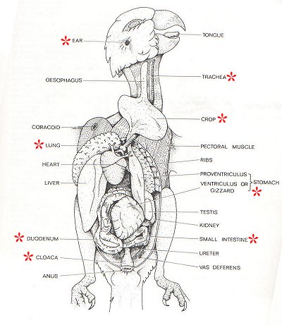 turkey anatomy statue