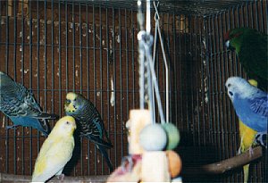 Most similarly-sized birds can be kept together when not breeding.