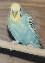 A yellowface blue budgie.