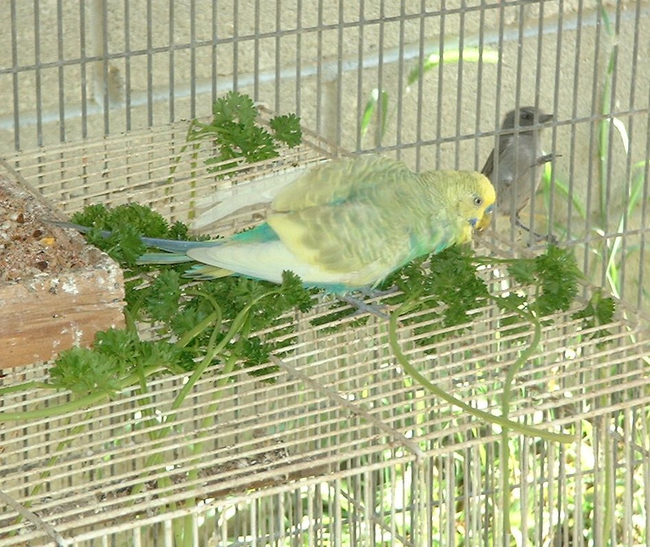 Wet greens double as a bath for budgies.