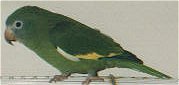 White-winged parakeets, like most Brotogeris, are disappearing in captivity.