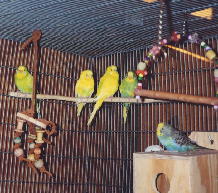 Picture Of Budgies