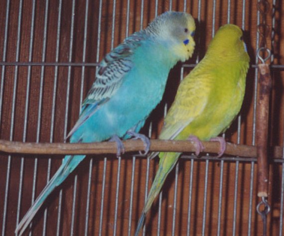A male budgie (left) trying to attract a female (right).  Behavior can be used to sex birds.  Click to enlarge.
