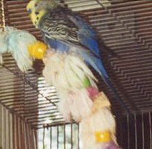 Males often masturbation with toys.  Mauve Man is trying to mate with this swing.  He would do so after unsuccessfully trying to get the interest of a chick (unreceptive to sexual advances).