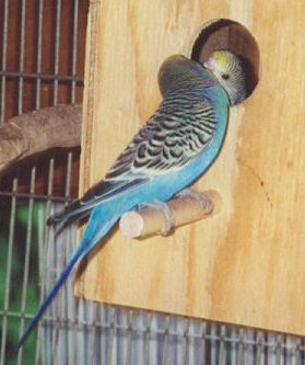 A male feeding his chicks.