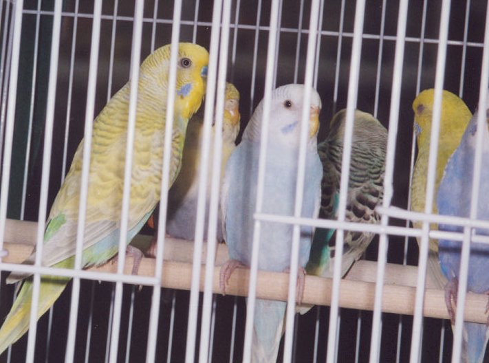 (the leftmost three birds, from left to right) Male, female, female.  Click to enlarge.