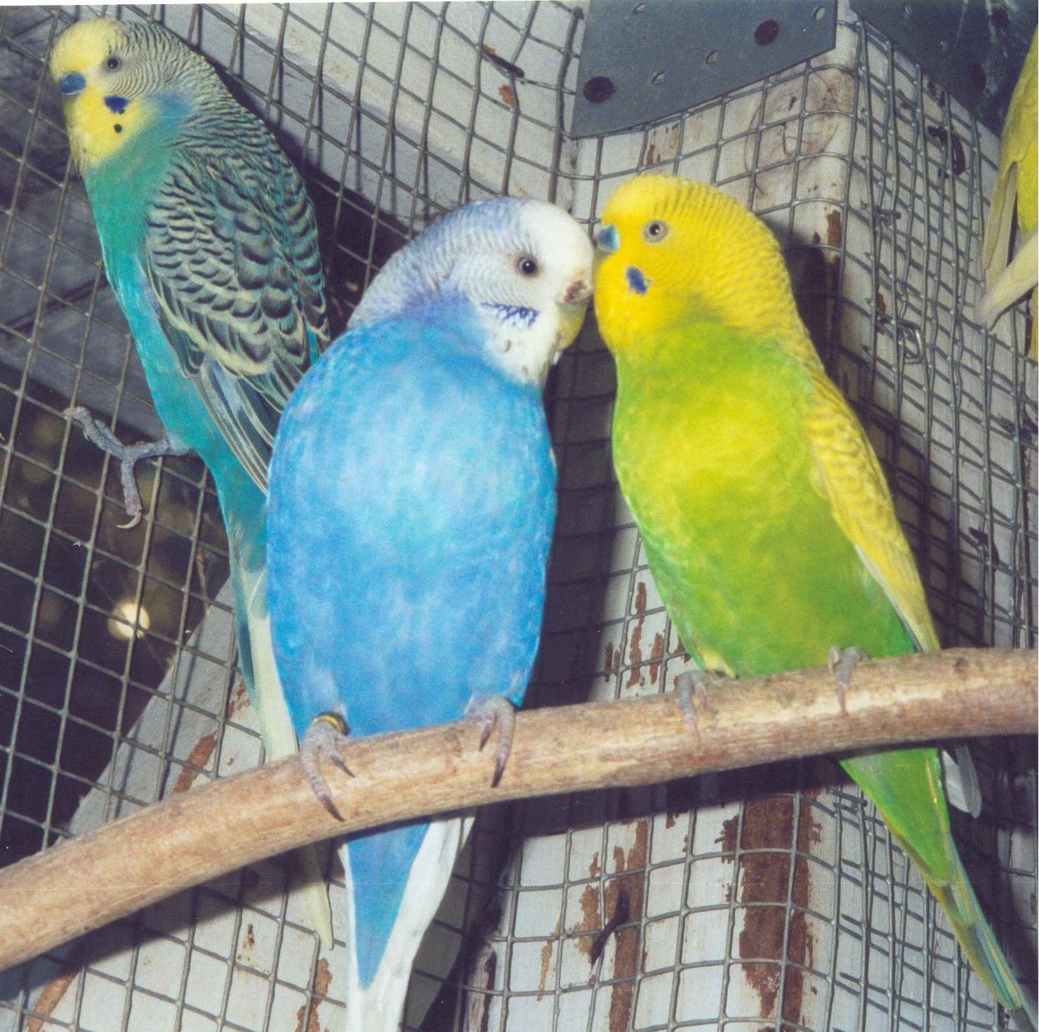 Budgies come in a variety of colors.