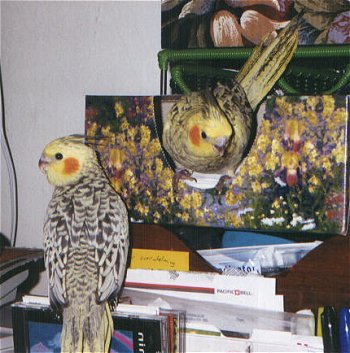 Two pearl tiel hens.