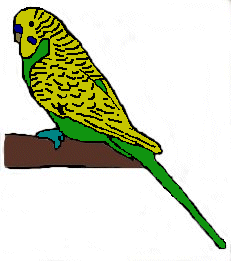 Normal budgie