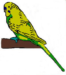 Pied budgie