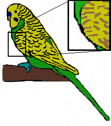 Cinnamon budgie