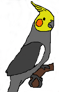 Normal cockatiel