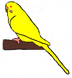 Lutino budgie