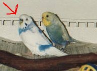 Male and female budgies