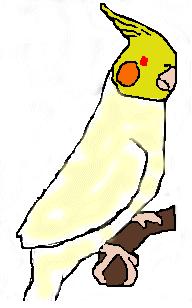 Lutino cockatiel