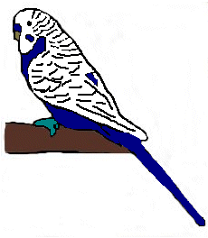 Blue budgie