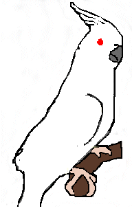 Albino cockatiel