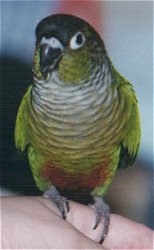 Greencheek conure.