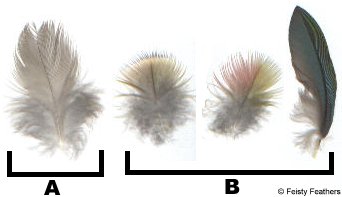 (A) Cockatiel (B) Green-cheek conure