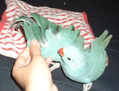 Abnormal feather curl.  Thankfully, this bird tested negative for PBFD.