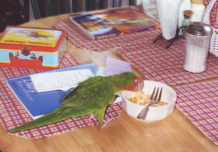 Fry sneaking some cereal.