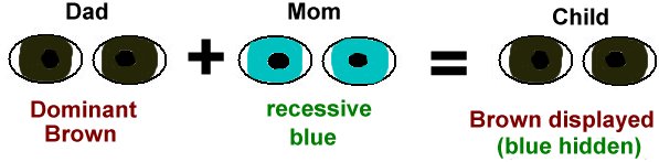 recessive vs dominant traits