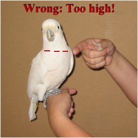 Wrong:  hand is much too high.