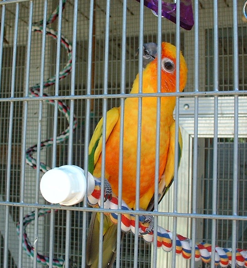 Sun conures are very popular due to their color.