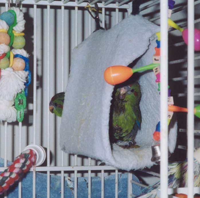 Two kakariki chicks in a Happy Hut.  These toys can be beneficial or harmful depending on the circumstances.