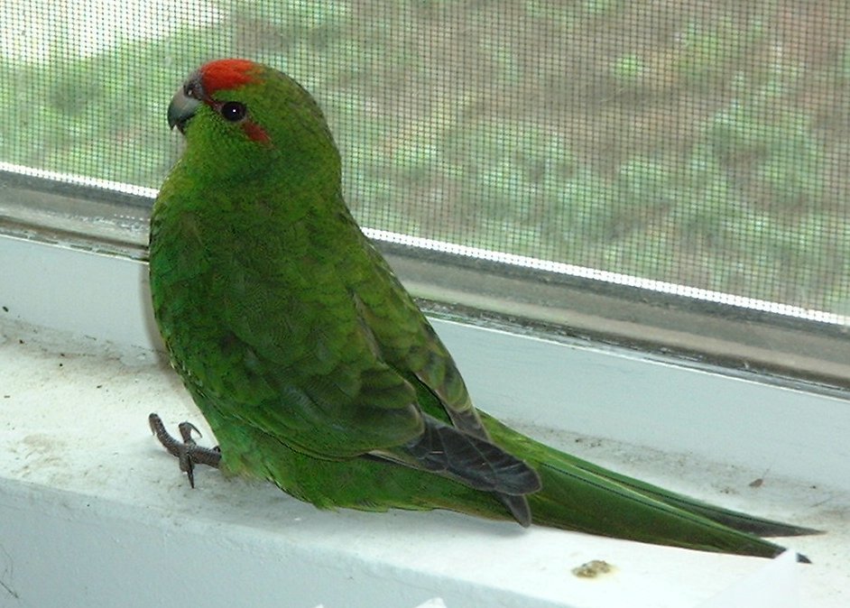A young female redfront.