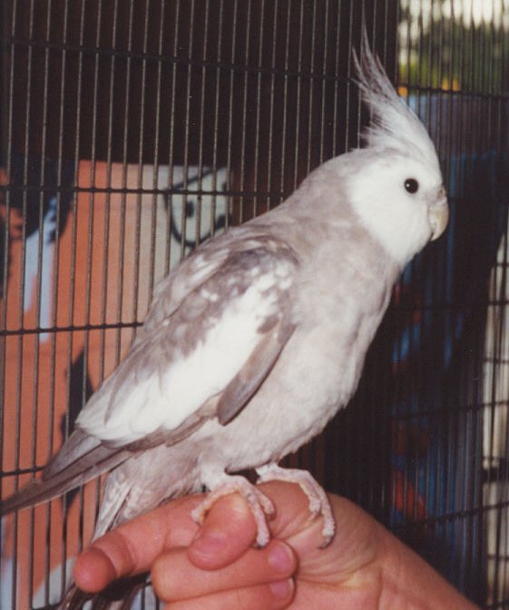 cinnamon cockatiel male