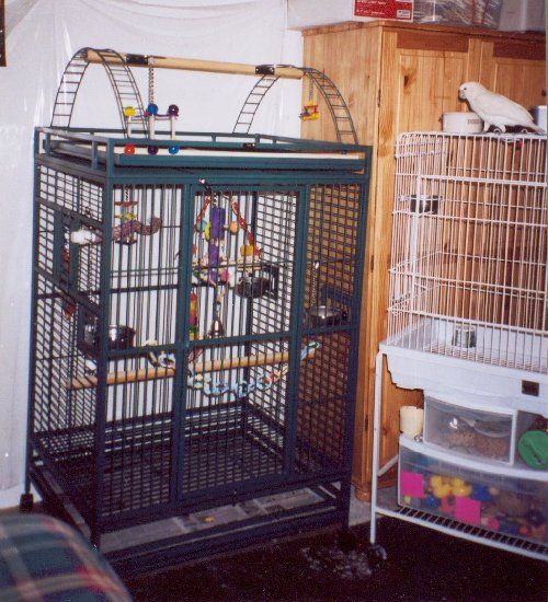 budgie minimum cage size