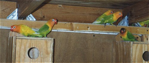 Fischer's lovebirds do okay in colonies.