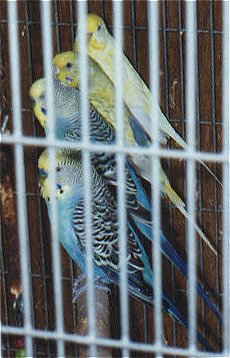 Four budgies