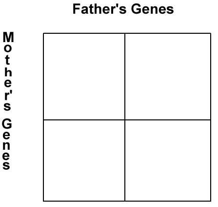 A blank Punnett Square