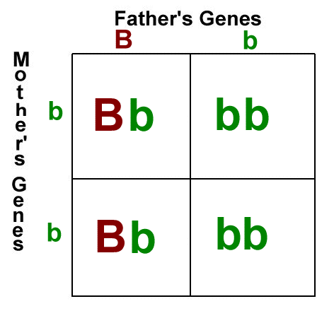 Combine the parents' genes.