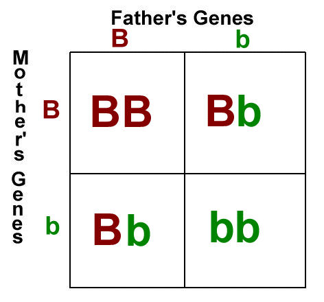 Heterozygous brown-eyed parents