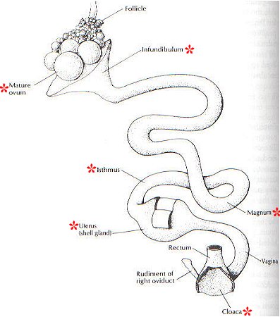 Female Reproductive System.  Regrettably taken from Gill's 'Ornithology.'