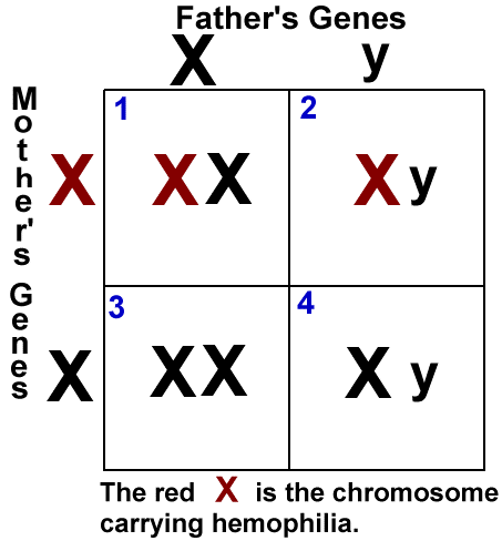 How hemophilia is carried.