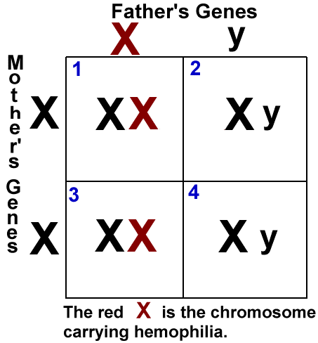 Sex Linked Traits Punnett Square 69