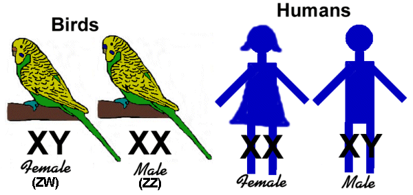 Bird chromosomes are the opposite of humans.