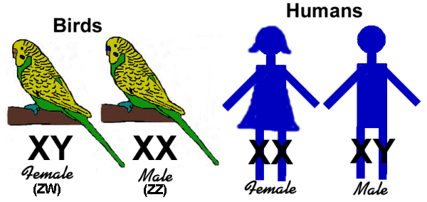 Beginner Guide To Genes Mutations And Hybrids 7682