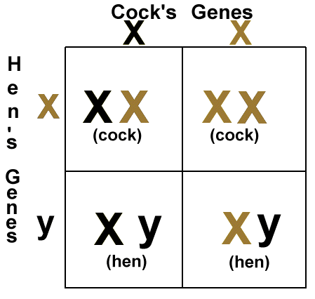 A cinnamon hen and a split cock.