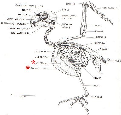 Avian skeleton.  Regrettably taken from Forshaw's 'Parrots of the World.'