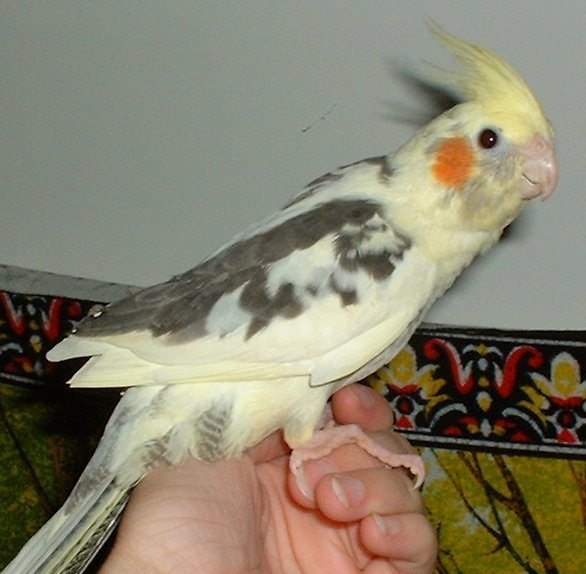 Cockatiel Sex 2