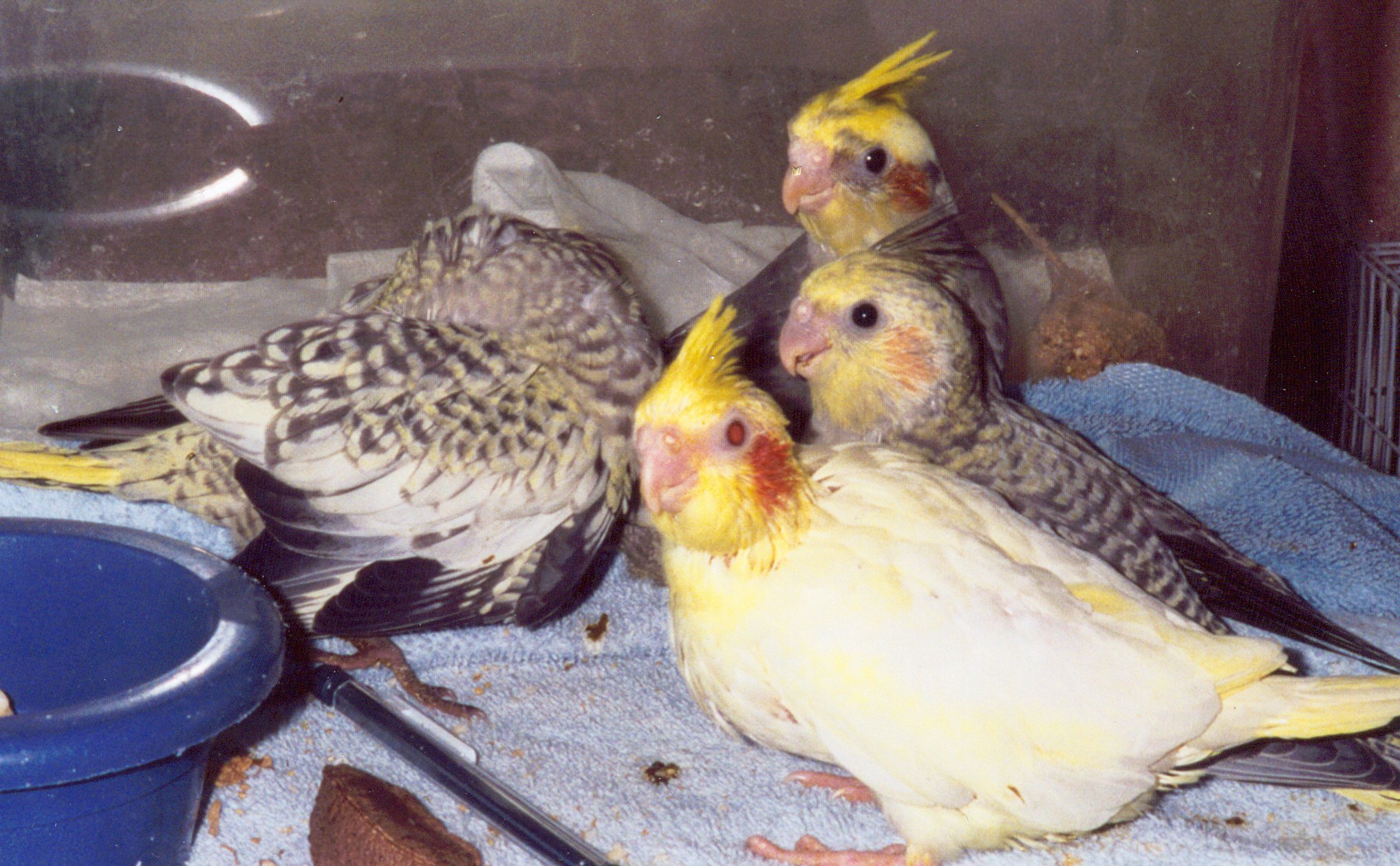 Tiel chicks are wonderful for learning to handfeed.